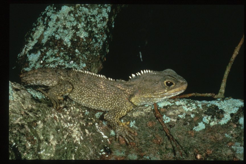 young tuatara