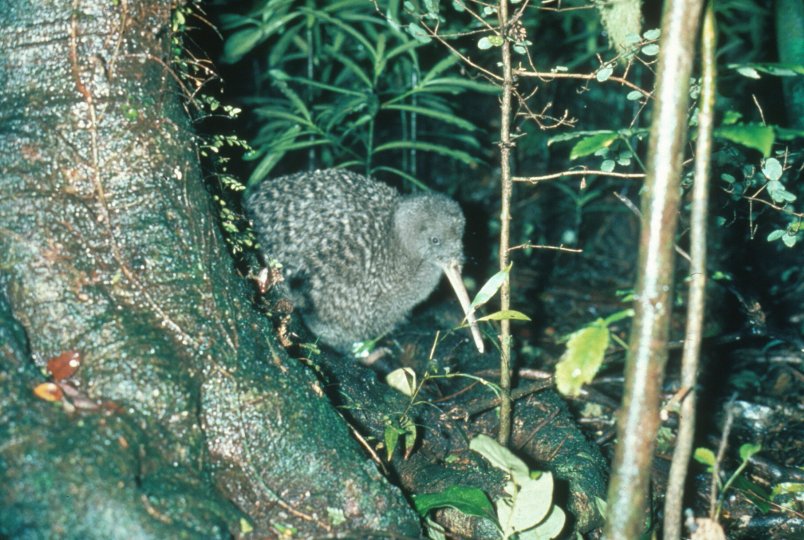 great spotted kiwi