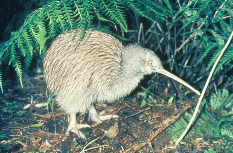 Stewart Island kiwi