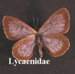 Lycaenidae