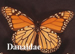 Danaidae