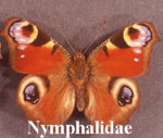 Nymphalidae