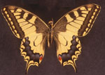 Swallowtails