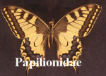 Papilionidae