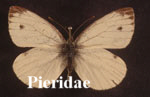 Pieridae