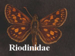 Riodinidae