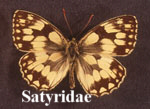 Satyridae