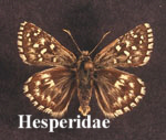 Hesperidae