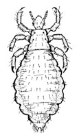 O. Anoplura