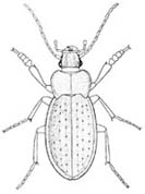 O. Coleoptera