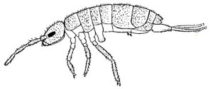 O. Collembola