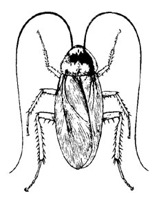 O. Dictyoptera Blattodea