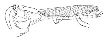 O. Dictyoptera Mantodea