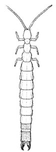 O. Diplura