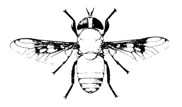 O. Diptera Brachycera