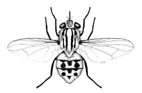 O. Diptera Cyclorrapha