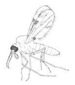 O. Diptera Nematocera