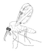 O. Diptera Nematocera