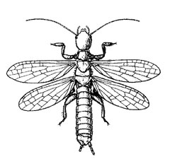 O. Embioptera