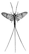 O. Ephemeroptera