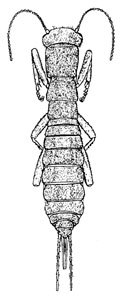 O. Grylloblattodea