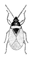 O. Hemiptera Heteroptera
