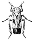 O. Hemiptera Homoptera
