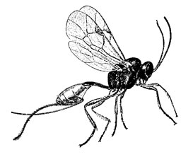 O. Hymenoptera Apocrita