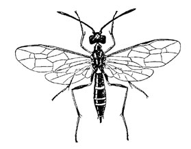 O. Hymenoptera Symphyta