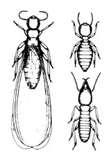 O. Isoptera