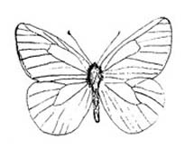 O. Lepidoptera