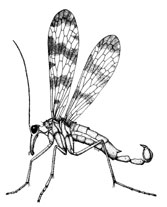 O. Mecoptera
