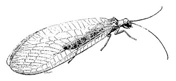 O. Neuroptera