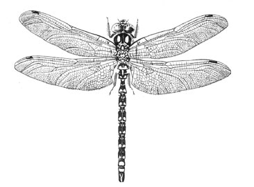 O.Odonata Anisoptera
