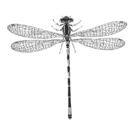 O. Odonata Zygoptera