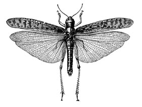 O. Orthoptera Acrididae