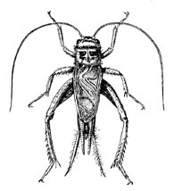 O. Orthoptera Gryllidae