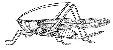 O. Orthoptera Tettigoniidae