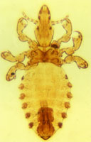 O. Anoplura