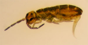 O. Collembola