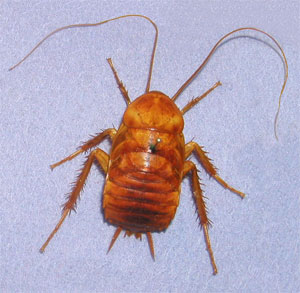 O. Dictyoptera Blattodea