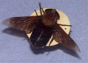 O. Diptera Brachycera