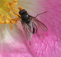 O. Diptera Cyclorrapha