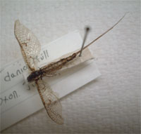 O. Ephemeroptera