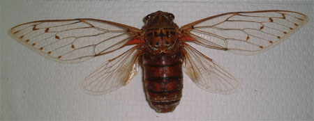 O. Hemiptera Homoptera