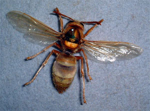 O. Hymenoptera Apocrita