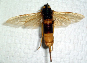 O. Hymenoptera Symphyta