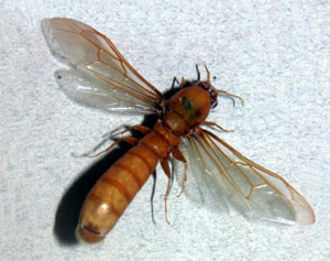 O. Isoptera