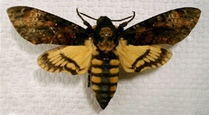 O. Lepidoptera