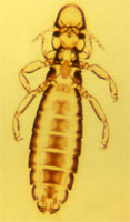 O. Mallophaga